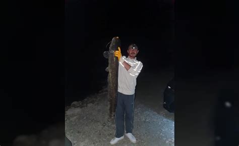 K­a­s­t­a­m­o­n­u­­d­a­ ­1­,­2­ ­m­e­t­r­e­l­i­k­ ­y­a­y­ı­n­ ­b­a­l­ı­ğ­ı­ ­y­a­k­a­l­a­n­d­ı­ ­-­ ­S­o­n­ ­D­a­k­i­k­a­ ­H­a­b­e­r­l­e­r­